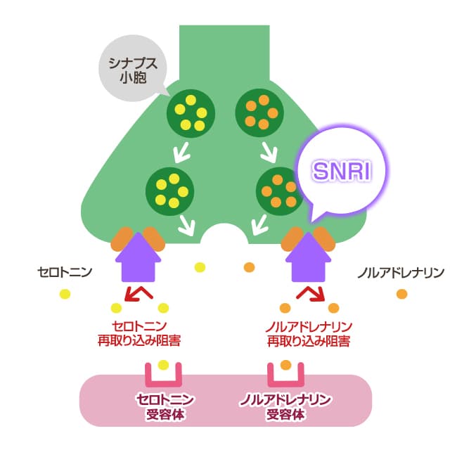 SNRIの作用機序
