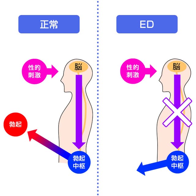 ED発症のメカニズムはサイクリックGMPとPDE5のバランスが崩れることが原因