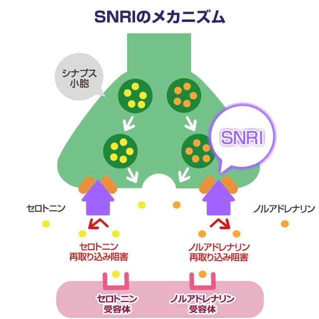 SNRI(抗うつ薬)の仕組み